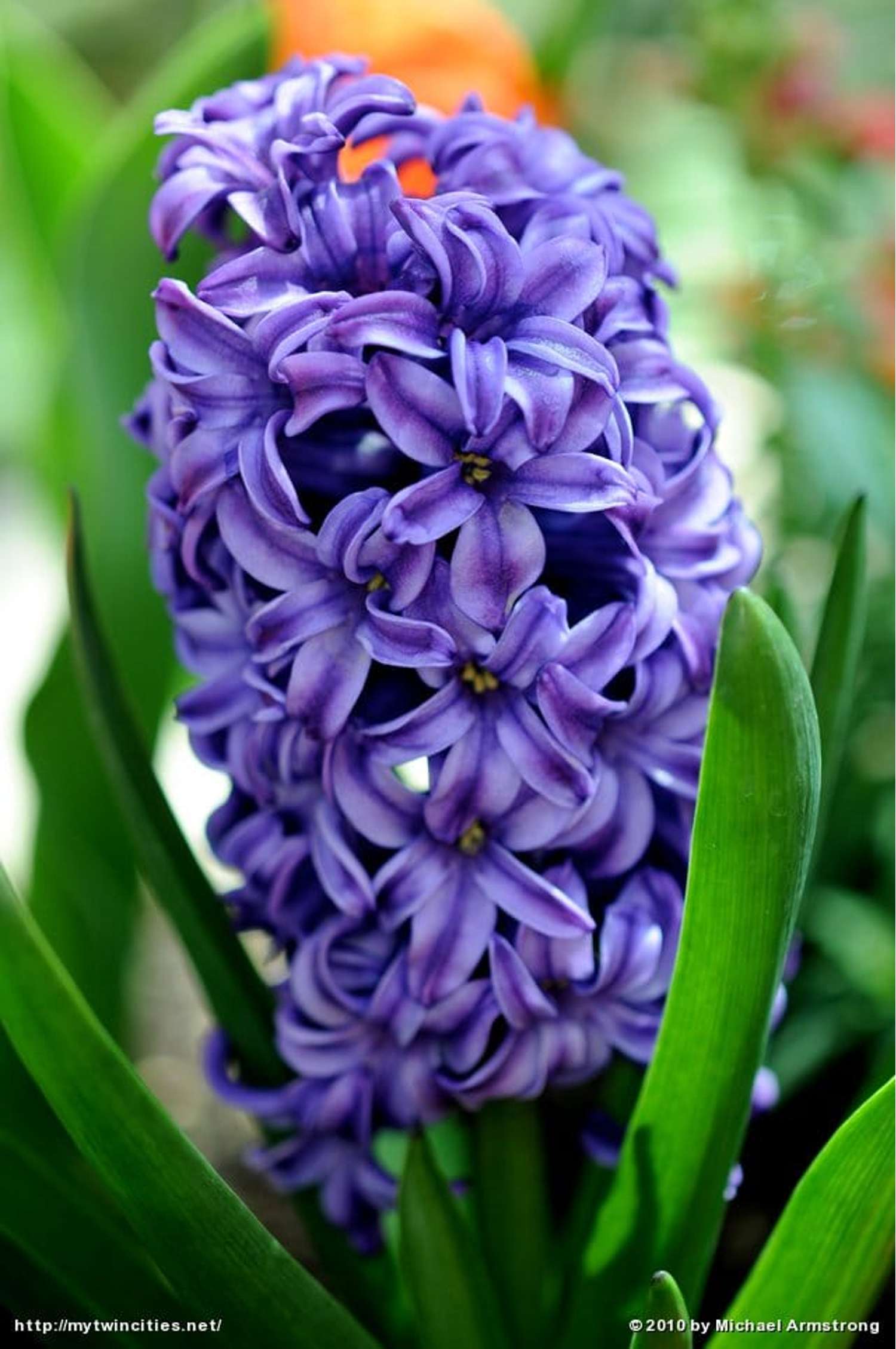 Hyacint 'Atlantic'